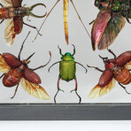 11 Genuine Insects v3 // Display Frame