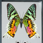 3 Genuine Butterflies v2 // Display Frame