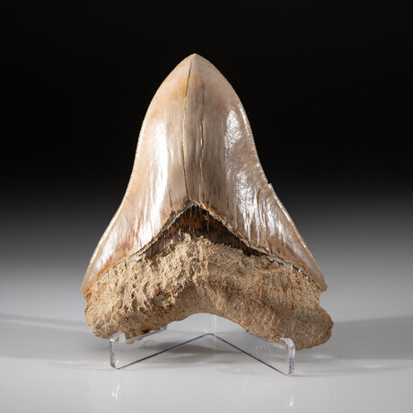 5.25" Megalodon Shark Tooth // 293g