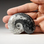 Polished Goniatite Fossil // Large // 66.5g