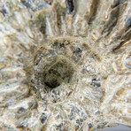 Opalized Douvilleiceras Ammonite Fossil // 46g