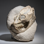 Oreodont Skull in Matrix // 6.4lb