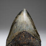 4" Megalodon Shark Tooth // 137.2g