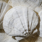 Giant Pre-Historic Sea Scallops in Matrix // 52 lb