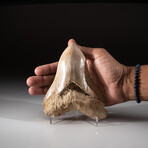 5.25" Megalodon Shark Tooth // 293g