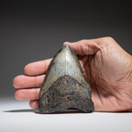 4" Megalodon Shark Tooth // 137.2g