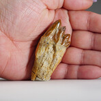 Natural Basilosaurus Tooth // 21.5g