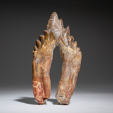 9" Basilosaurus Tooth // 241g