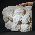 Giant Pre-Historic Sea Scallops in Matrix // 52 lb