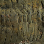 Trilobite (Acadoparadoxides) Fossil on Matrix // 3lb
