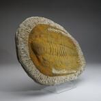 Trilobite (Acadoparadoxides) Fossil on Matrix // 8lb