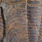 Two Trilobite (Ptychopariida) Fossils on Matrix