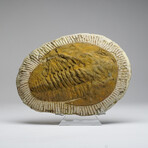 Trilobite (Acadoparadoxides) Fossil on Matrix // 5lb