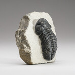 Asaphus Intermedius Trilobite in Matrix // 207.6g