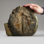 Trilobite (Ptychopariida) Fossil on Matrix // 9.5lb