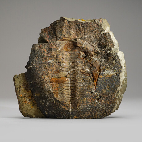 Trilobite (Ptychopariida) Fossil on Matrix // 9.5lb