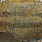Trilobite (Acadoparadoxides) Fossil on Matrix // 2.5lb