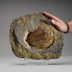Trilobite (Ptychopariida) Fossil on Matrix // 16.5lb