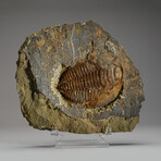 Trilobite (Ptychopariida) Fossil on Matrix // 16.5lb