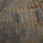 Trilobite (Acadoparadoxides) Fossil on Matrix // 17.6lb