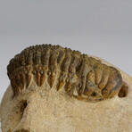 Asaphus Intermedius Trilobite in Matrix // 440.6g