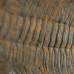 Trilobite (Acadoparadoxides) Fossil on Matrix // 8lb