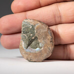 Genuine Polished Calcified Ammonite Half in display box