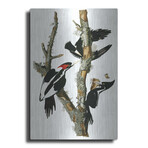 Ivory-Billed Woodpecker by John James Audubon (16"H x 12"W x 0.13"D)