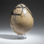 Genuine Polished Septarian Druzy Egg + Acrylic Display Stand