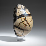 Genuine Polished Septarian Druzy Egg + Acrylic Display Stand