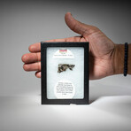 Sericho Meteorite In Display Box V2