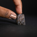 Muonionalusta Meteorite Slice with Display Box // 18.2g