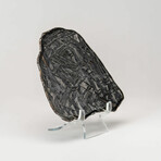 Muonionalusta Meteorite Slice with Acrylic Display Stand // 163.6g