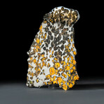 Seymchan Pallasite Meteorite Slice with Acrylic Display Stand // 202g