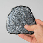 Muonionalusta Meteorite Slice with Acrylic Display Stand // 163.6g