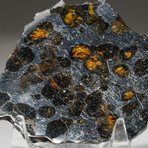 Seymchan Pallasite Meteorite Slice with Acrylic Display Stand // 43g