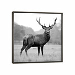 Proud Deer by PhotoINC Studio (18"H x 18"W x 0.75"D)