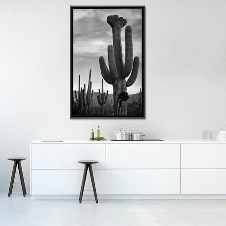 Saguaros, Saguaro National Monument by Ansel Adams (26"H x 18"W x 0.75"D)