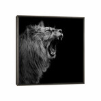 Lion In Black & White I by Lukas Holas (18"H x 18"W x 0.75"D)