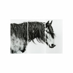 Black and White Horse Portrait // Set of 3