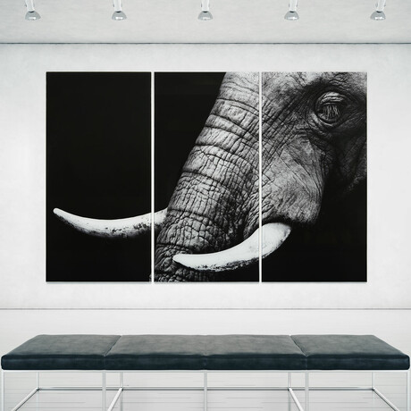 Elephant // Set of 3
