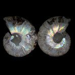 Fossil Ammonite Set // M1