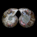 Fossil Ammonite Set // M2