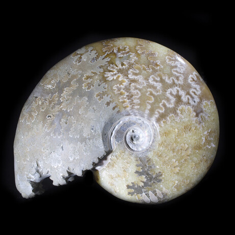 Polished Fossil Ammonite // v1