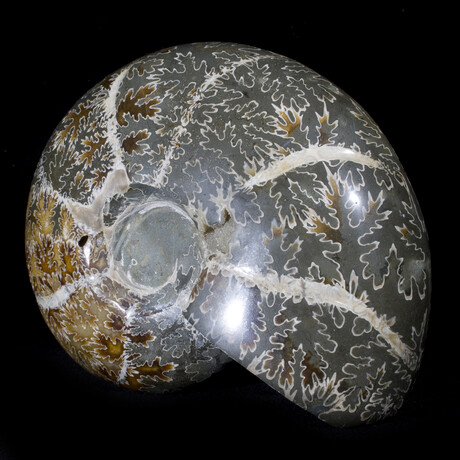 Polished Fossil Ammonite v3