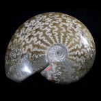 Polished Fossil Ammonite v4
