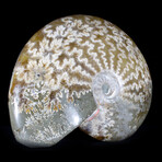 Polished Fossil Ammonite v4