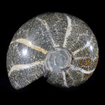 Polished Fossil Ammonite v3