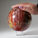 Genuine Polished Petrified Wood Sphere + Acrylic Display Stand // 7.3lb