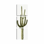 Saguaro Cactus III by Mia Jensen